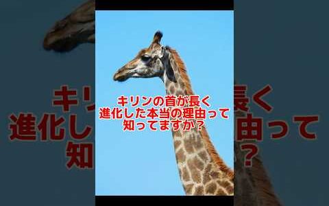 キリンの首が長く進化した本当の理由　#キリン #動物 #動物雑学 #進化 #お笑い #ひろゆき　#コント #ショートコント